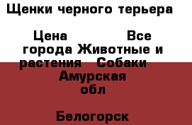 Щенки черного терьера › Цена ­ 35 000 - Все города Животные и растения » Собаки   . Амурская обл.,Белогорск г.